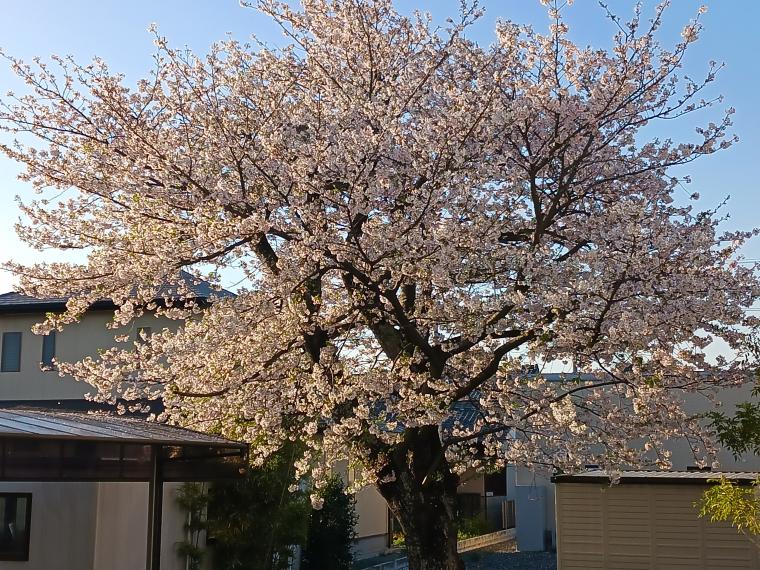 4月の活動
