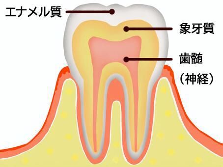 歯は何でできているの？