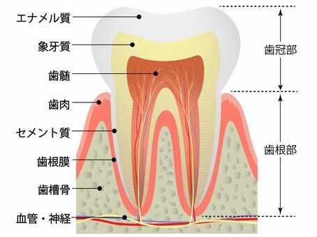 歯内療法はどんな時に行われるの？